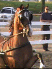 mcintosh_stables002001.gif