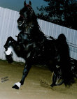 mcintosh_stables007013.jpg