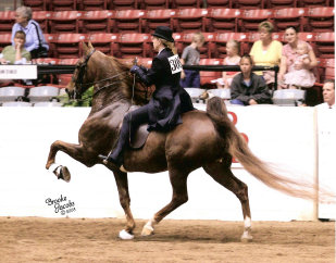 mcintosh_stables010001.jpg