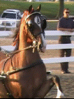 mcintosh_stables013004.gif