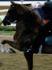 mcintosh_stables013009.jpg