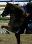 mcintosh_stables015010.jpg